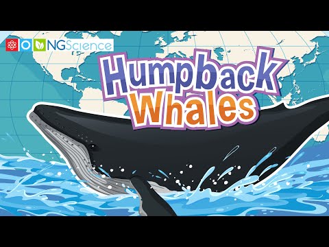 Humpback Whales