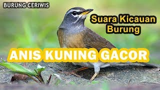 Download lagu SUARA KICAUAN BURUNG ANIS KUNING ATU ANIS KAYU GACOR COCOK BUAT MASTERAN mp3 Download lagu SUARA KICAUAN BURUNG ANIS KUNING ATU ANIS KAYU GACOR COCOK BUAT MASTERAN mp3