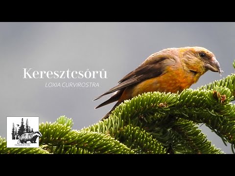 Keresztcsőrű