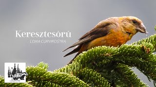 Keresztcsőrű bemutatása – fajismertető videó