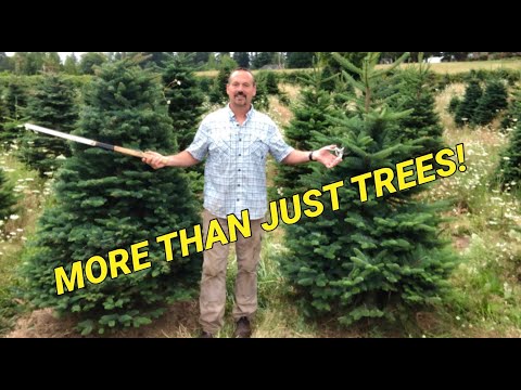 Starting a small acreage Christmas tree farm.  Things to consider before planting.