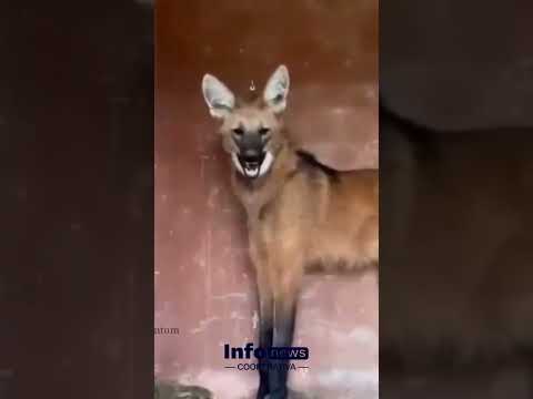 AGUARÁ GUAZÚ🦊🌿 Una gran noticia para la fauna argentina.