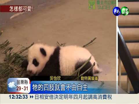 圓仔匍匐學爬行 原地轉圈超逗趣