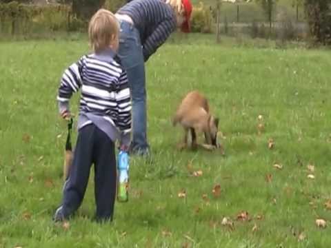 Hero  z Lounského chovu věk 4 měsíce nácvik poslušnosti 3 s míčkem