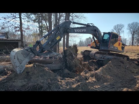 More Trees Come Down And Shop Work