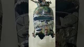 Download lagu MAESTRO perkutut bangkok JUARA 1 PIYIK YUNIOR mp3