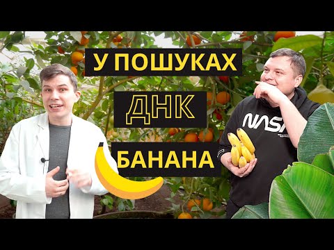 ВИДІЛЯЄМО ДНК ВДОМА! ЕКСПЕРИМЕНТ ДЛЯ ДІТЕЙ. ЇДЕМО НА БАНАНОВУ ФЕРМУ (feat Довколаботаніка)