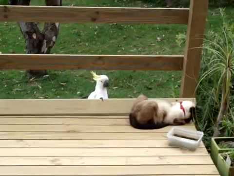 Kakadu attackiert Katze