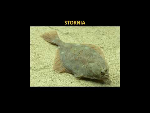 Jakie ryby żyją w Bałtyku?