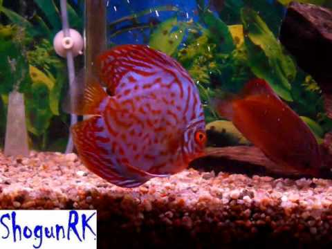 Discus fish (Disco Turquesa Azul) coridoras albina Tetra Neón cardenal 3