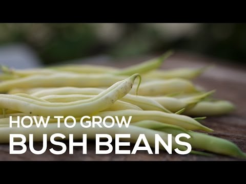 download lagu mp3 mp4 Golden Butter Wax Bean, download lagu Golden Butter Wax Bean gratis, unduh video klip Golden Butter Wax Bean