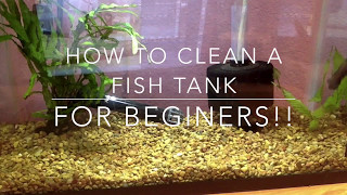How to Clean a Fish Tank! - For Beginners