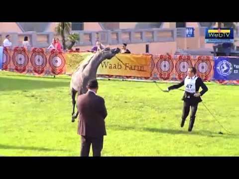 the champion Kais al baydaa-- Egyptian Arabian Horse World Championship