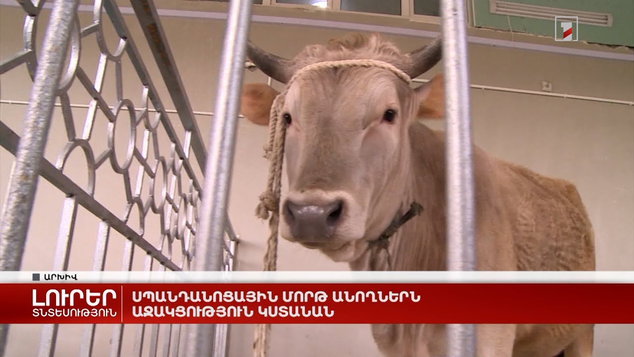 Սպանդանոցային մորթ անողներն աջակցություն կստանան