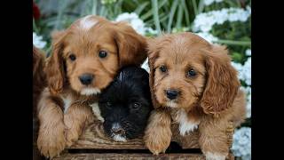 Video preview image #1 Cavapoo (Miniature) Puppy For Sale in ELIZABETHTOWN, PA, USA