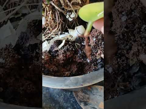 Hoya repotting #active80 #jishadbucker #trending #agri #gardening #modicare #viral #demo #flowers