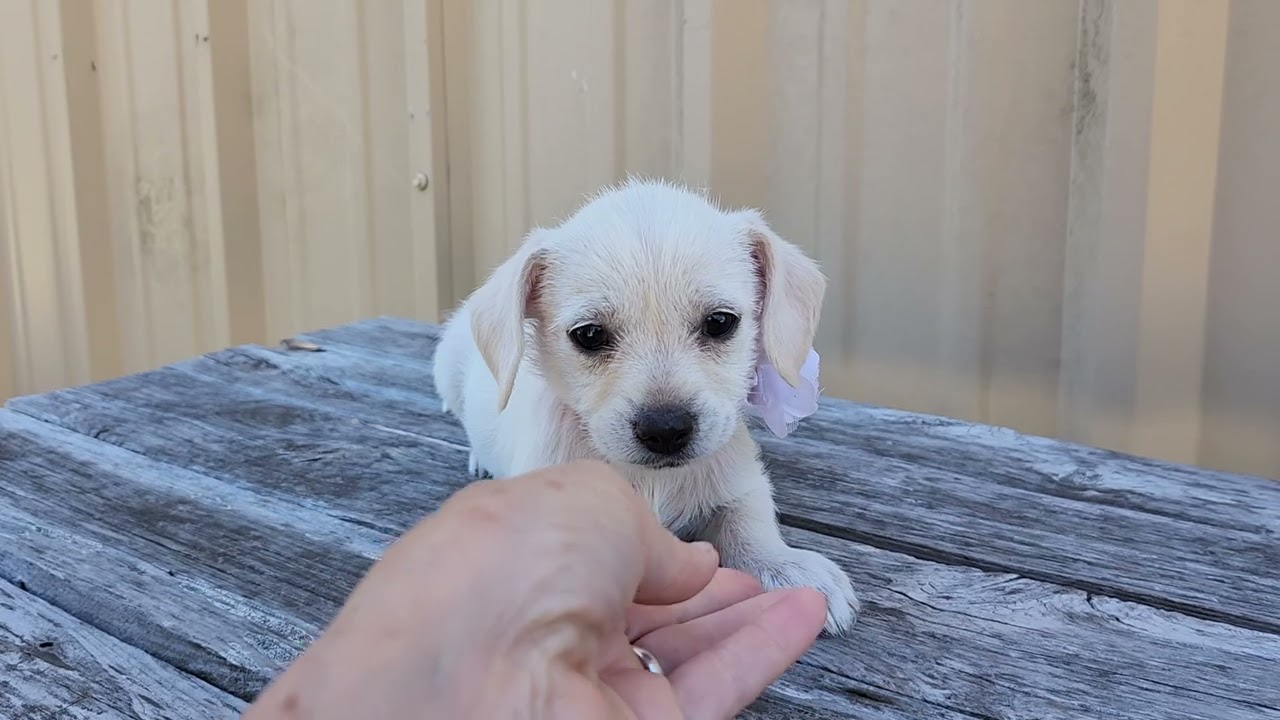 Enlarge Ivory, an adopted Chihuahua in Bandera, TX video 1/5