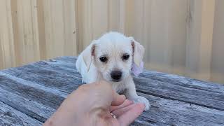 Video preview image #1 Chihuahua-Unknown Mix Puppy For Sale in Bandera, TX, USA