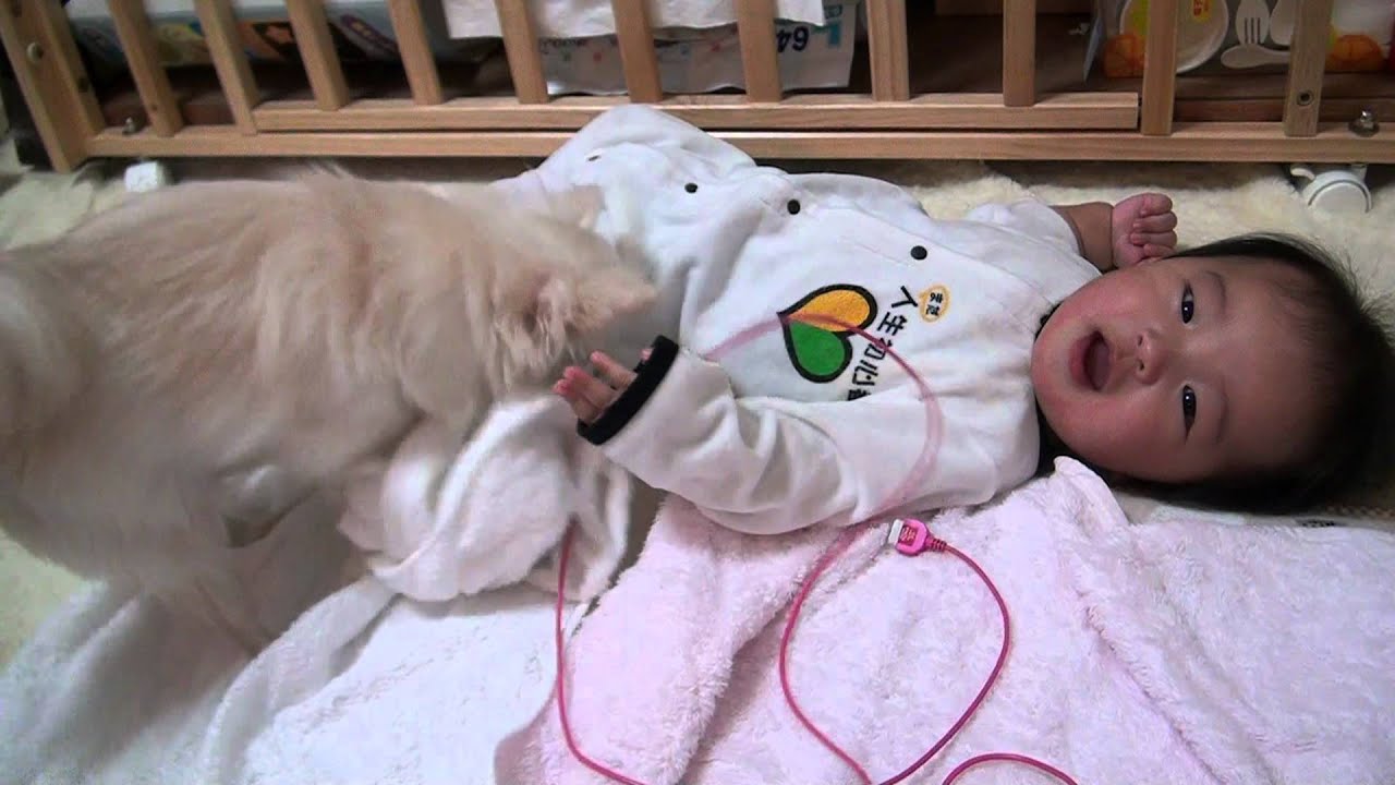赤ちゃんにあげたおやつが惜しくなった犬