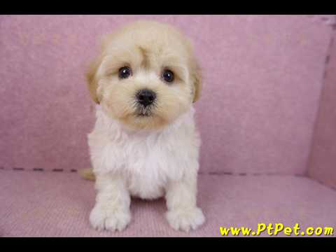 12/10馬爾泰迪公幼犬(台北信義)