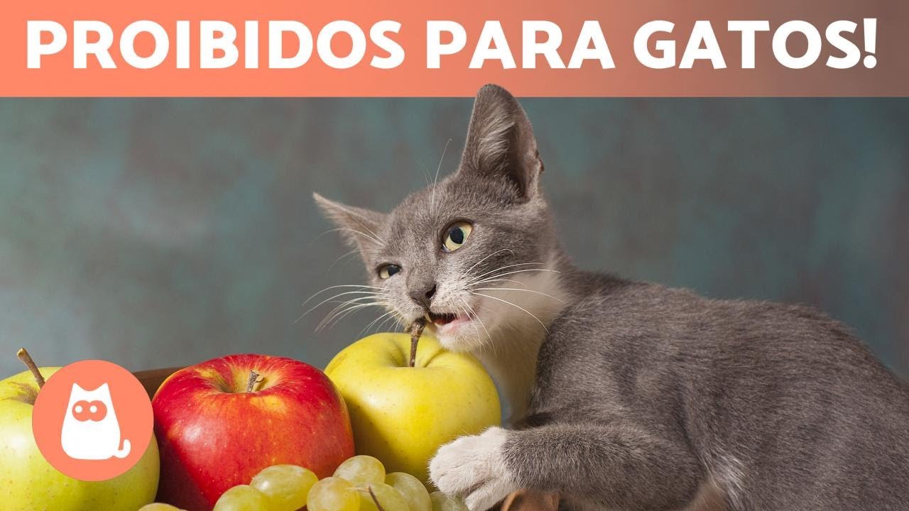 7 FRUTAS e LEGUMES PROIBIDOS para o seu GATO 🙀🍇