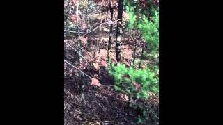 Yearling buck grunts after being spooked