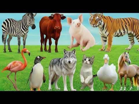 50 Wild Animals Real Sounds 4K  Peaceful Wildlife Compilation  Lion Tiger Elephant Wolf