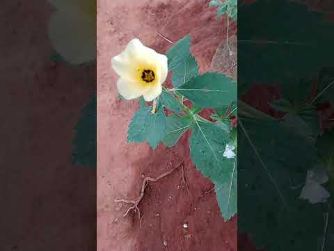 Uma chuvinha,em Cariús Ceará Brasil!!!