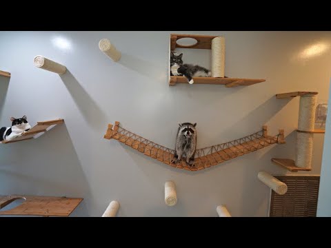 I Built a Massive Cat Wall for my Cats and Raccoons!