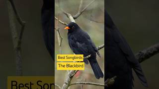 Download lagu Burung Penyanyi Terbaik Inggris - Melodi Istimewa Burung Hitam #birdsounds mp3