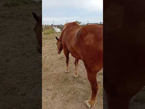 caballos del campo el silencio macachín la Pampa