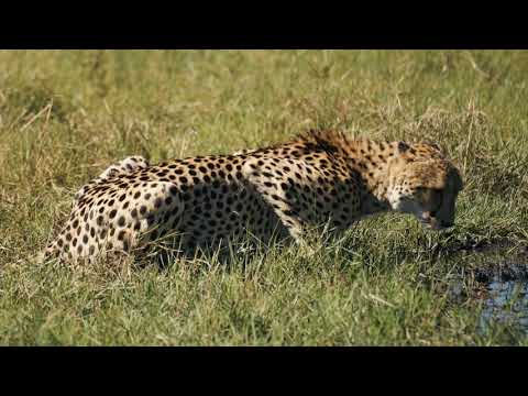 K4 OKAVANGO DELTA BOTSWANA spectacular wildlife