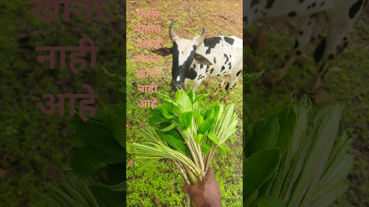 #शोर्ट्स  #video #viral