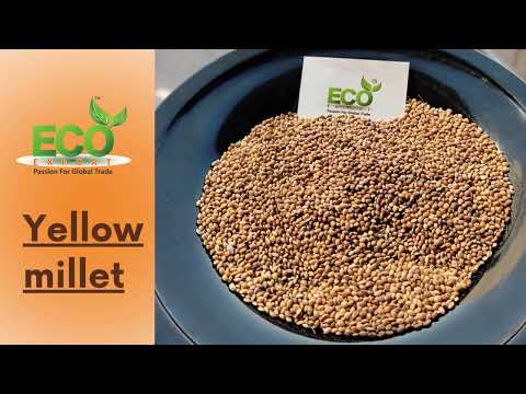 Yellow Foxtail Millets