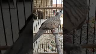 Download lagu Suara burung merpati sangat istimewa, 100% otomatis #shorts mp3