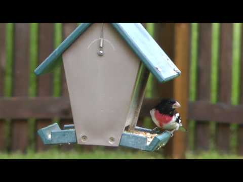 rose-breasted grosbeaks at our backyard bird feeder in St. Louis, MO