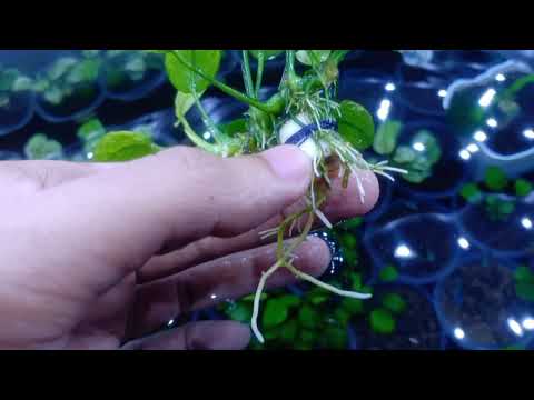 Anubias Pinto TamsprojecT