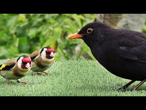 For Cats and People to Watch - Beautiful Garden Birds
