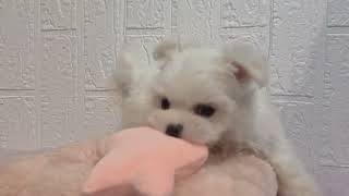 マルチーズの動画01