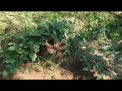 Rezanje, orezivanje i formiranje stabla kupina i malina, nalik- vinovoj lozi. Sta treba raditi.