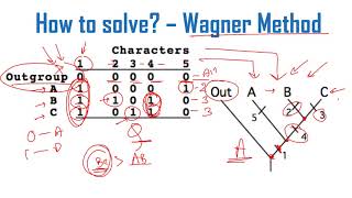 Cladogram analysis Problems and solutions for CSIR NET exam