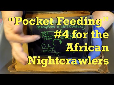 Fourth "pocket feeding" for 32-day European nightcrawler worm bin - vermicompost