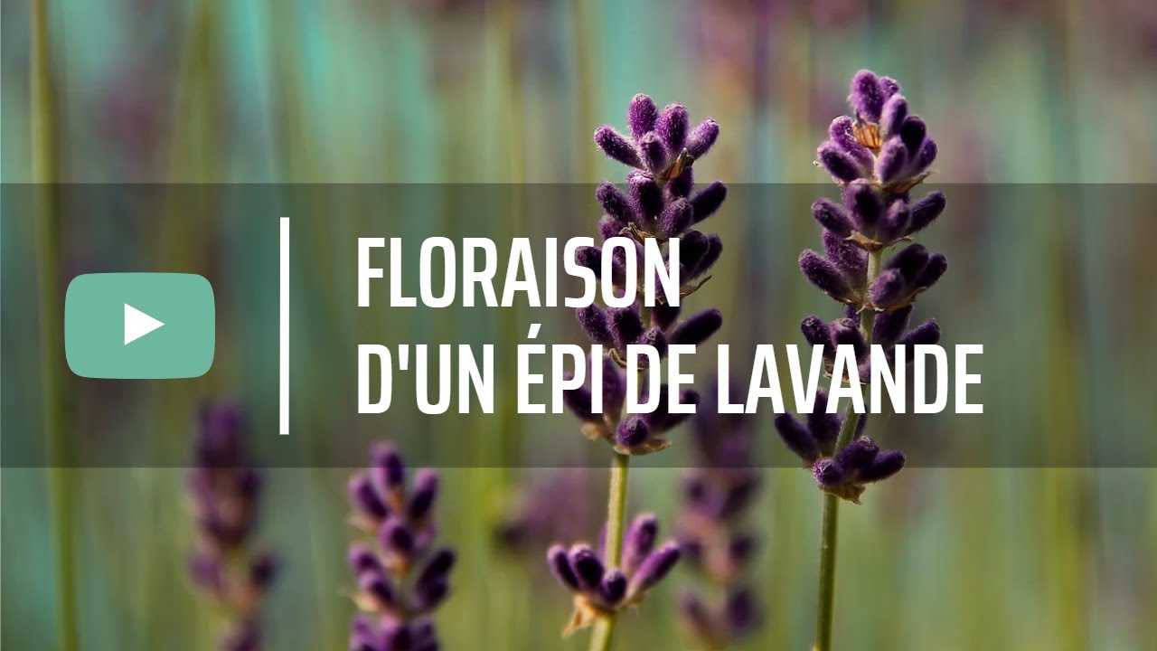 Floraison d'un épi de lavande.