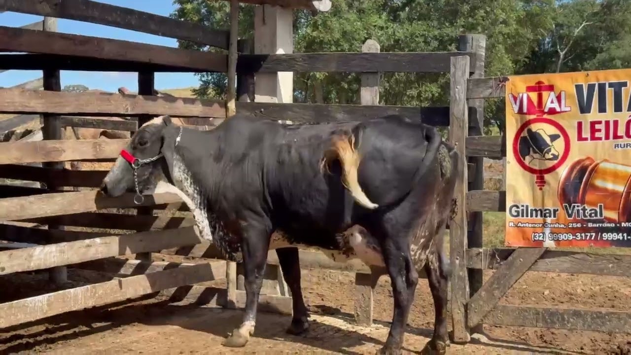 LOTE 12