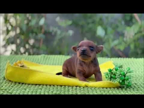 Miniature Pinscher puppy for sale