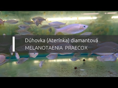 Dúhovka (Aterínka) diamantová - Melanotaenia praecox (www.shrimp.sk)