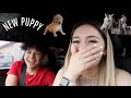 WE ARE GETTING A PUPPY
