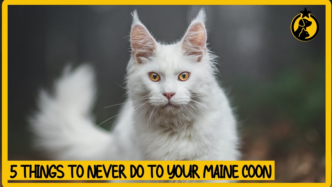 5 Things You Must Never Do to Your Maine Coon Cat