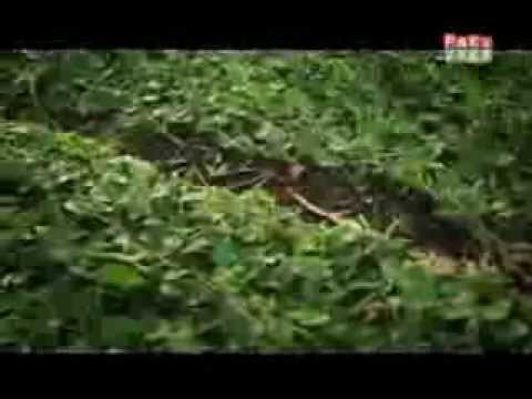 Noticias en miniatura: Hormiga - Canal Pakapaka