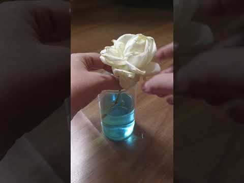 Water Transport in plants💦#youtubeshorts #school #science #experiment